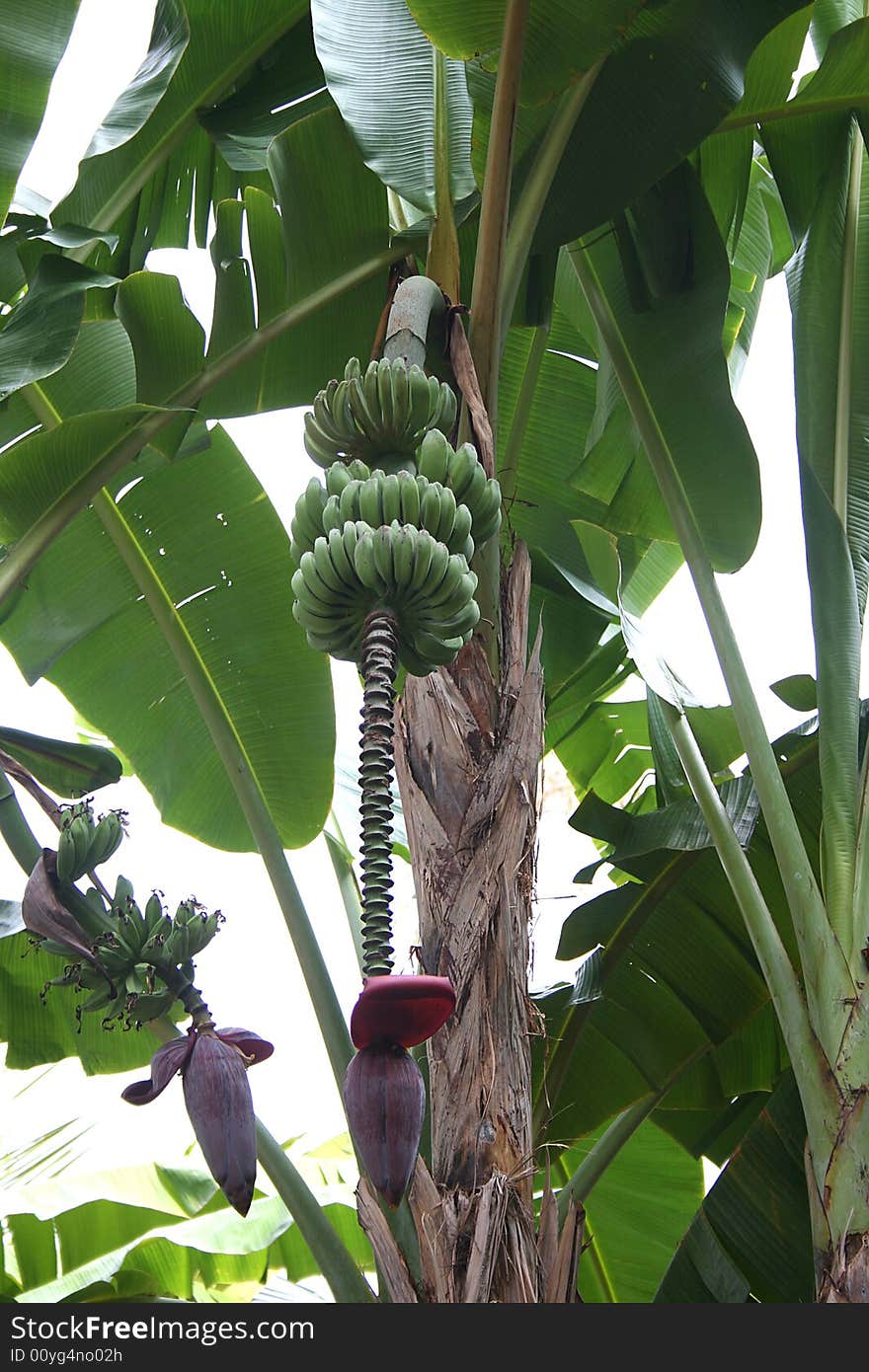 Banana Plantation