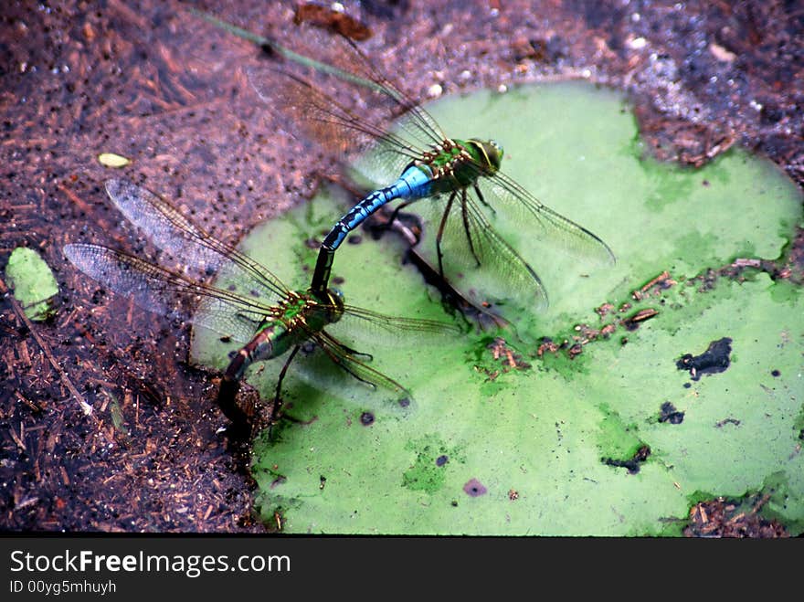 Dragonflies Mating