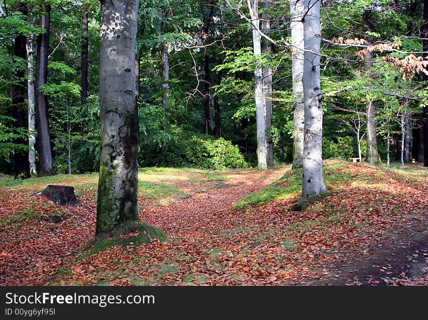 Forest In Summer