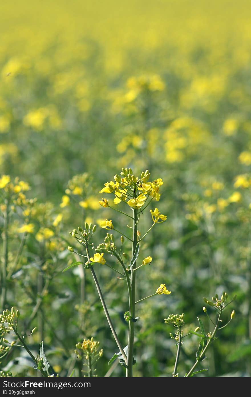 Oilseed rape in process of blooming with field behind