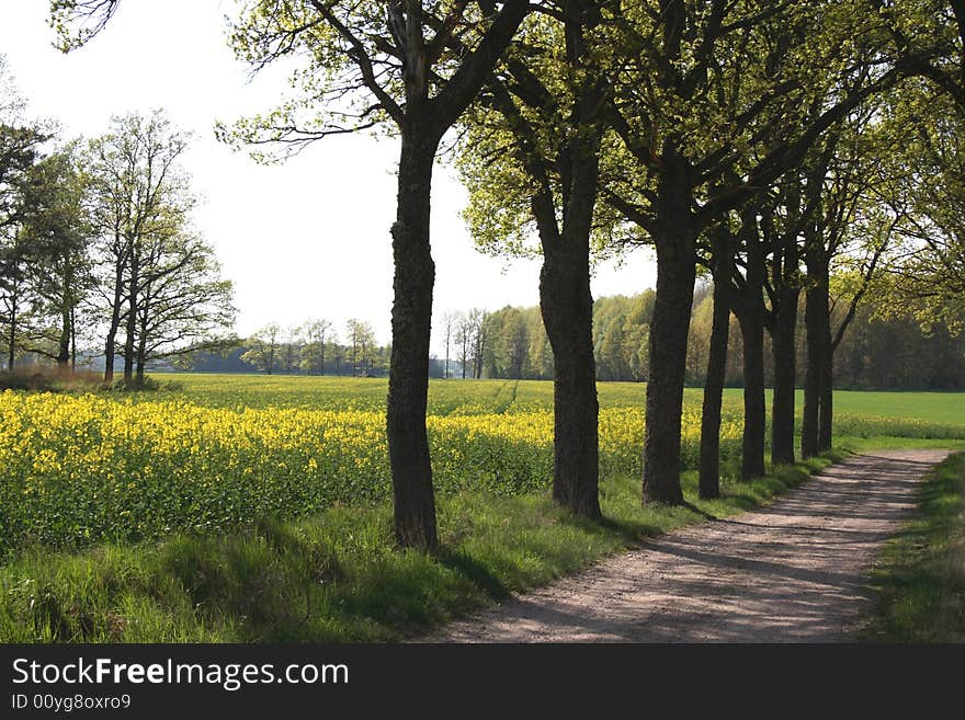 Tree alley with a yellow field behind