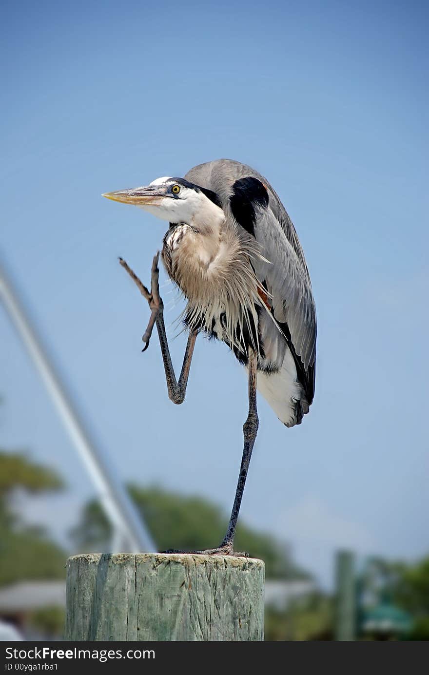 Great Blue Heron with a raised foot on the docks in Destin Florida