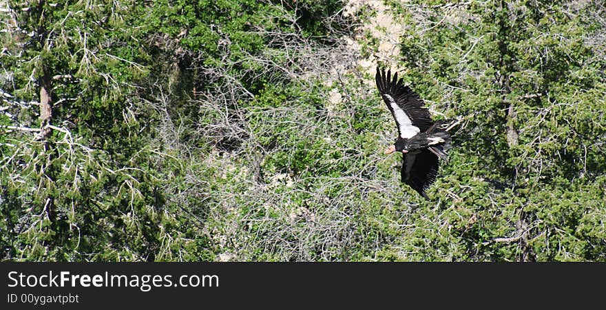 A California Condor, Gymnogyps californianus, One of the Largest and Rarest Birds in North America, Glides Over a Grove of Trees in the Grand Canyon, Arizona. A California Condor, Gymnogyps californianus, One of the Largest and Rarest Birds in North America, Glides Over a Grove of Trees in the Grand Canyon, Arizona