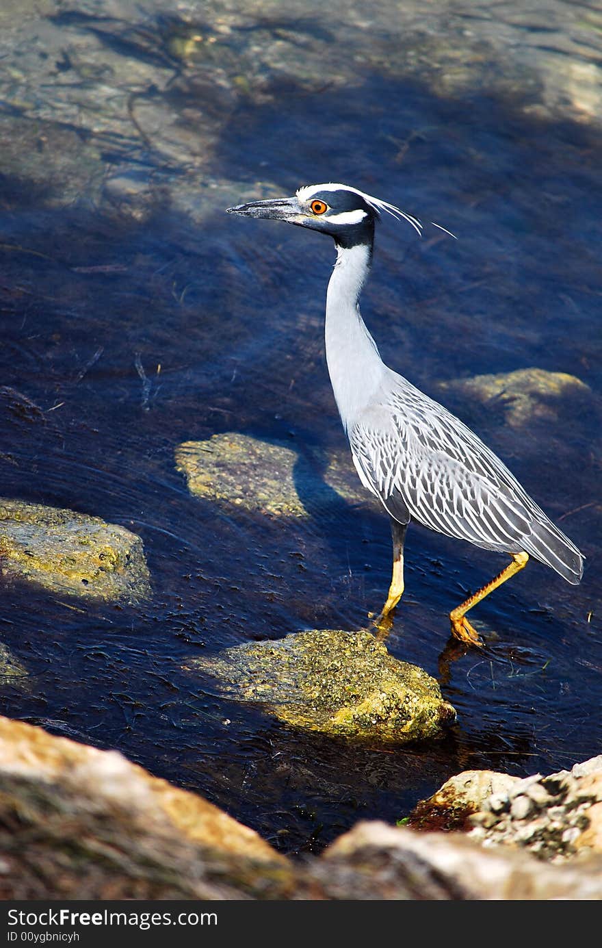 Water bird