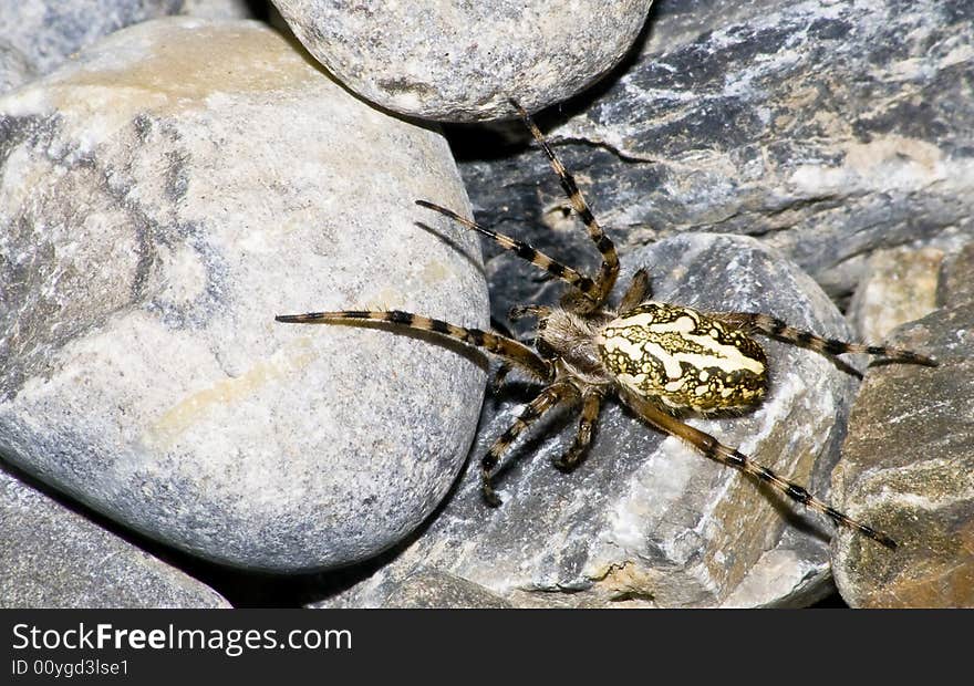 Spider; Aculepeira ceropegia