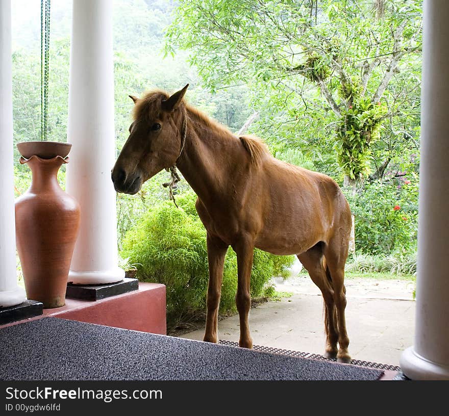 Verandah in the open air cafe of the old hotel, horse on the steps. Verandah in the open air cafe of the old hotel, horse on the steps