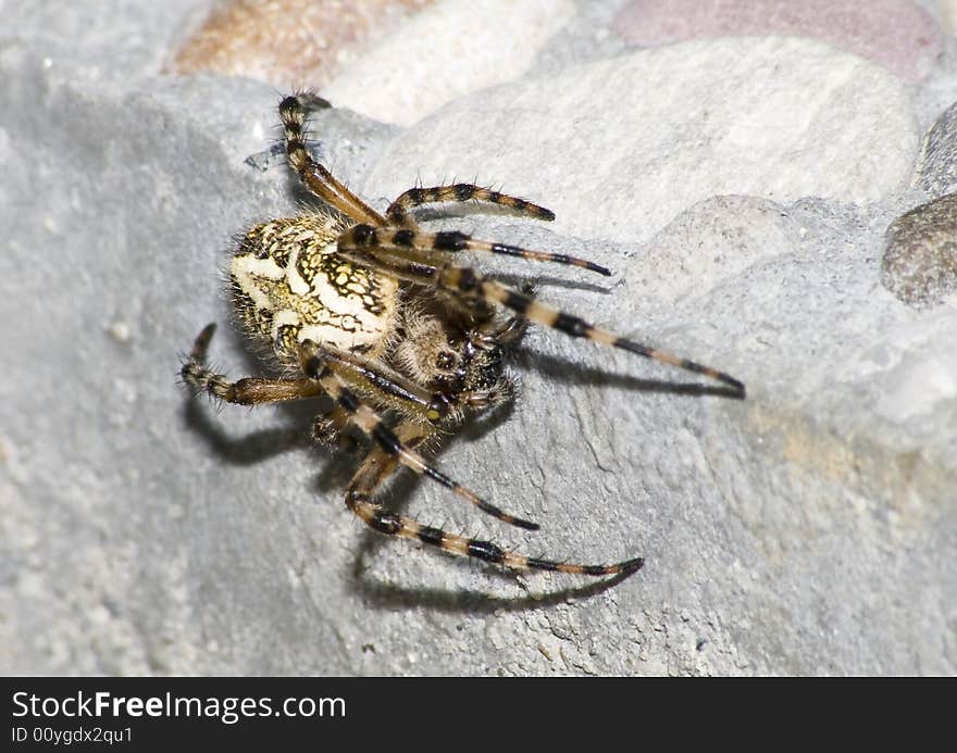 Spider Eichenblattspinne, switzerland central europe. Spider Eichenblattspinne, switzerland central europe