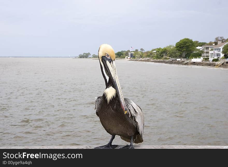 Pelican Looking