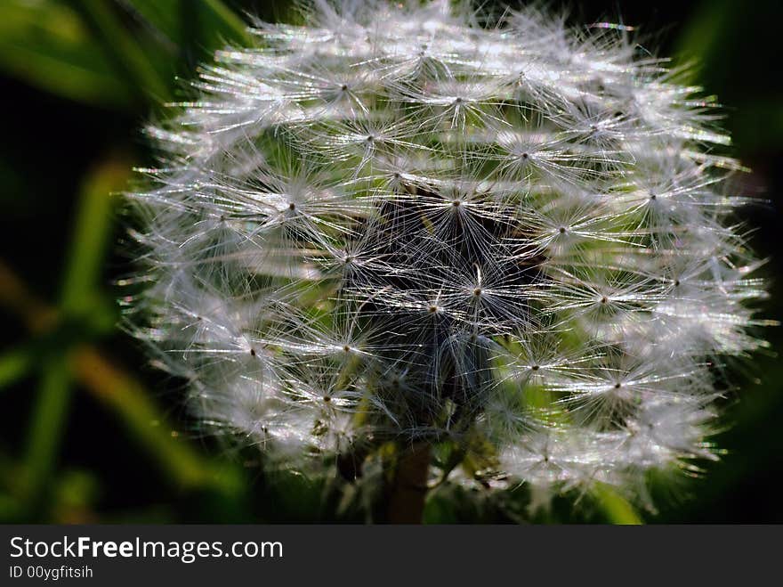 White dandelion on green background