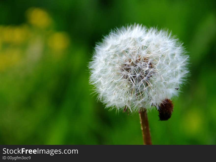 White dandelion on green background