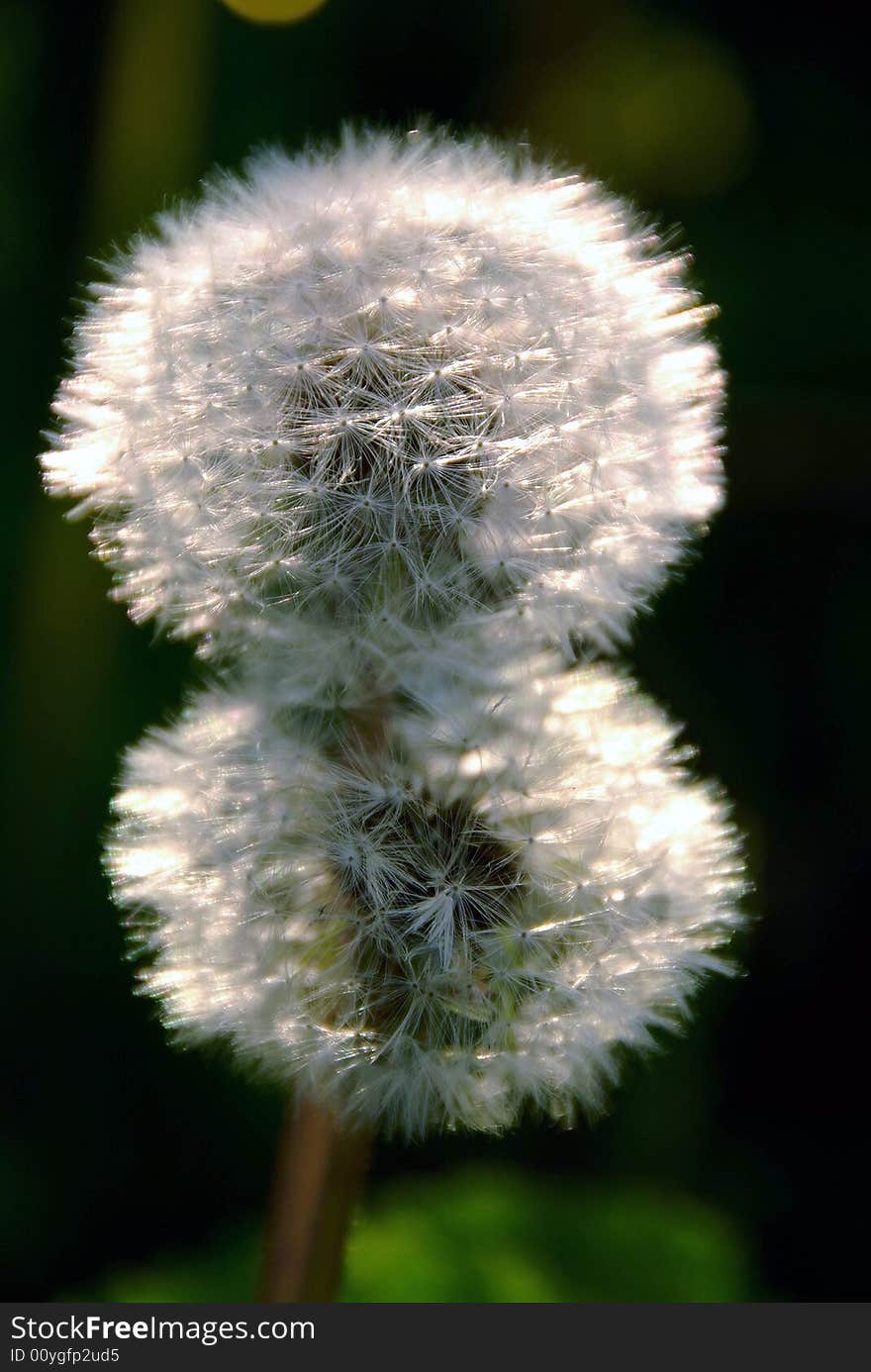 White dandelion on green background