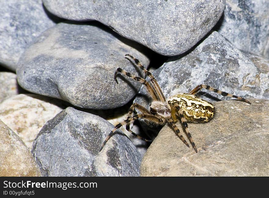 Spider;  Aculepeira ceropegia