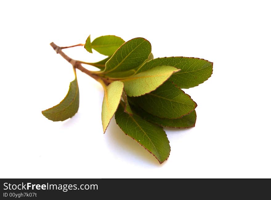 A plant clipping photographed against a white background