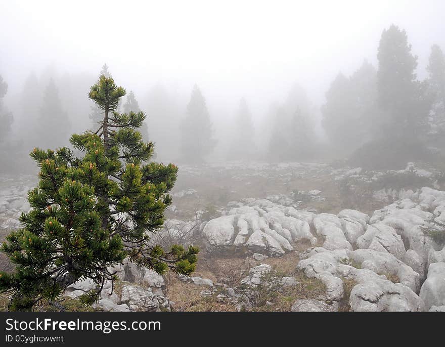 Pine forest in the fog