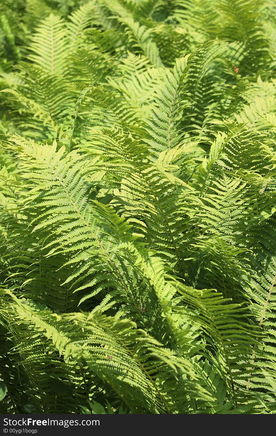 Detail of a bright green fern forrest