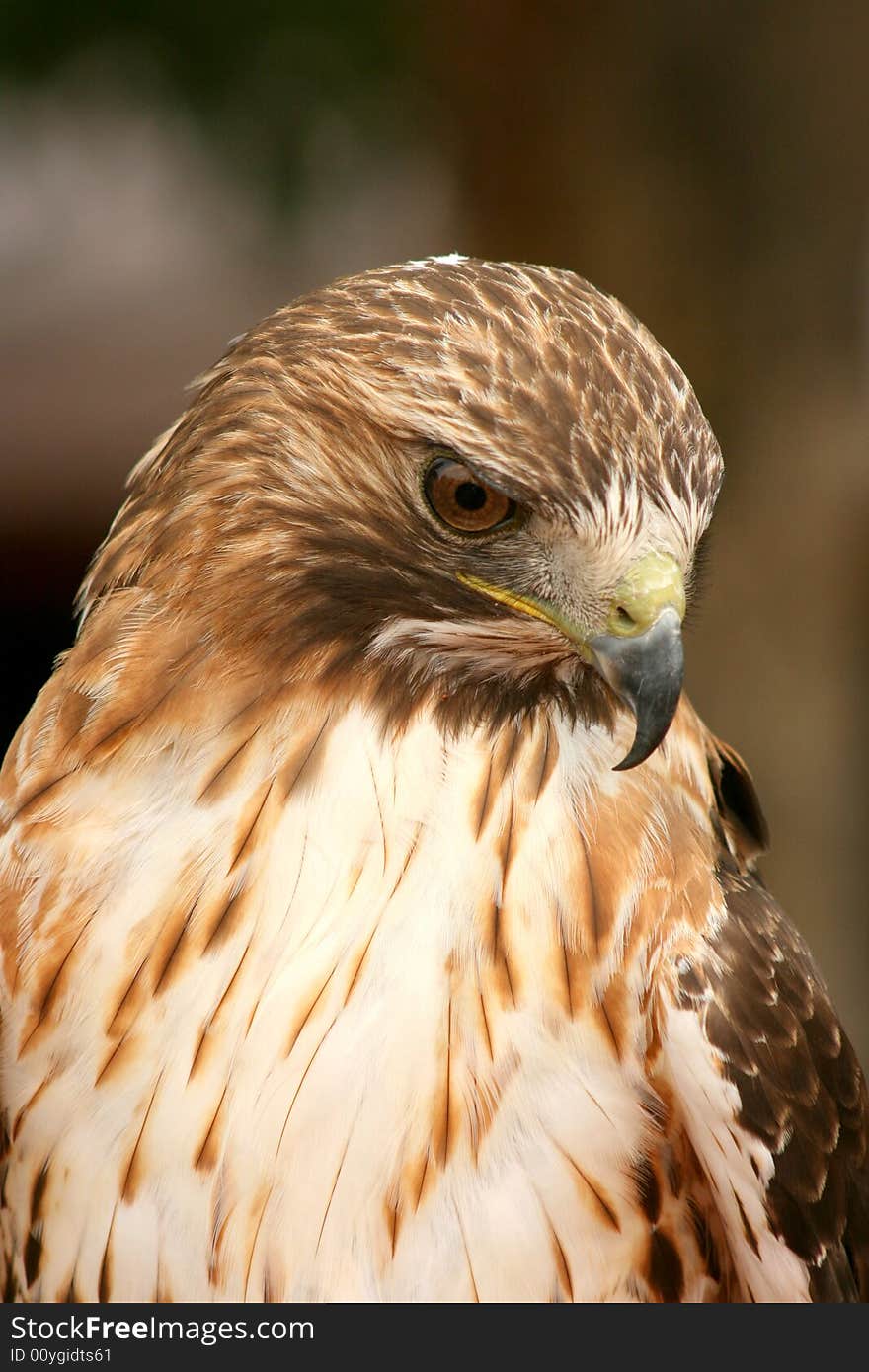 Ferruginous Hawk upl close and personal. This hawk is common in southern Alberta, hunting for rodents over the open fields.