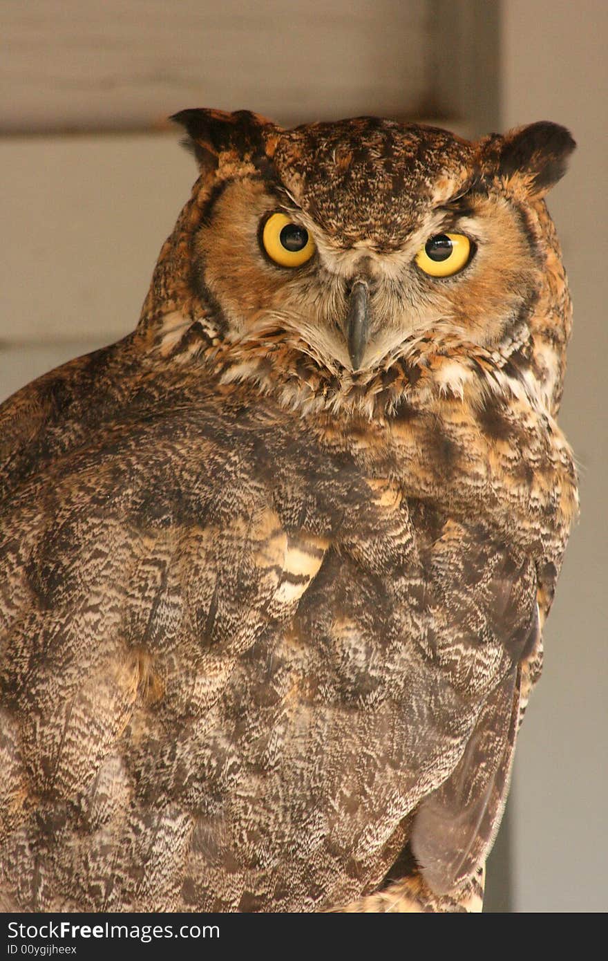 From her gaze, you can see this owl is fierce and proud. From her gaze, you can see this owl is fierce and proud.