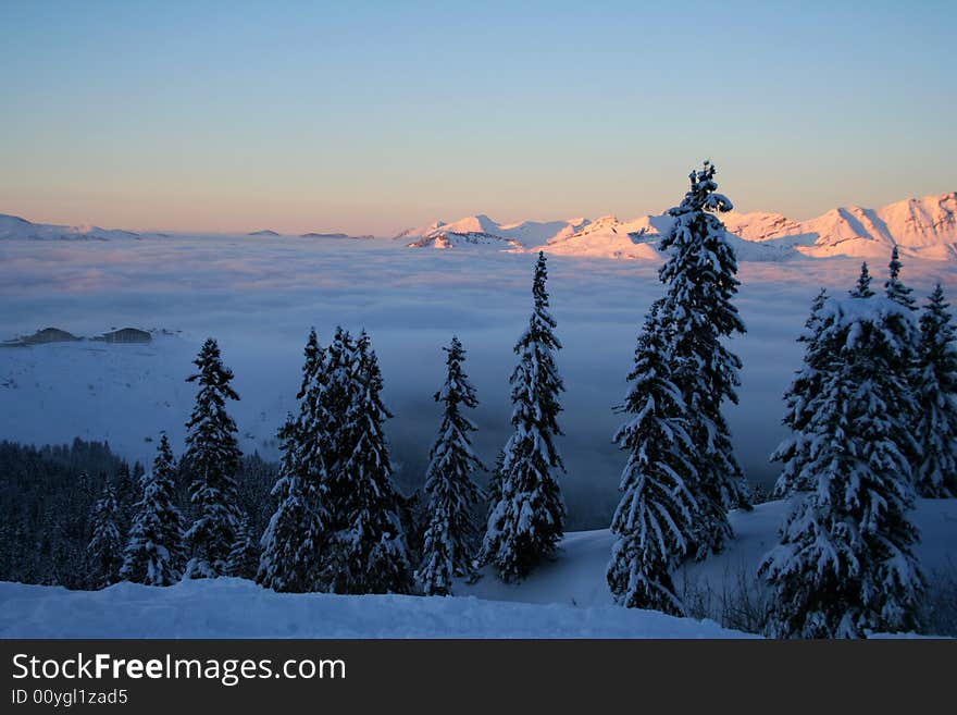 Winter mountain's forest over skies, swiss Alps. Winter mountain's forest over skies, swiss Alps