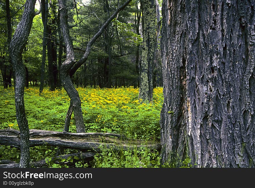 View into the forest