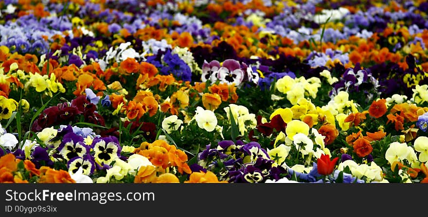 Field full with colorful flowers. Field full with colorful flowers