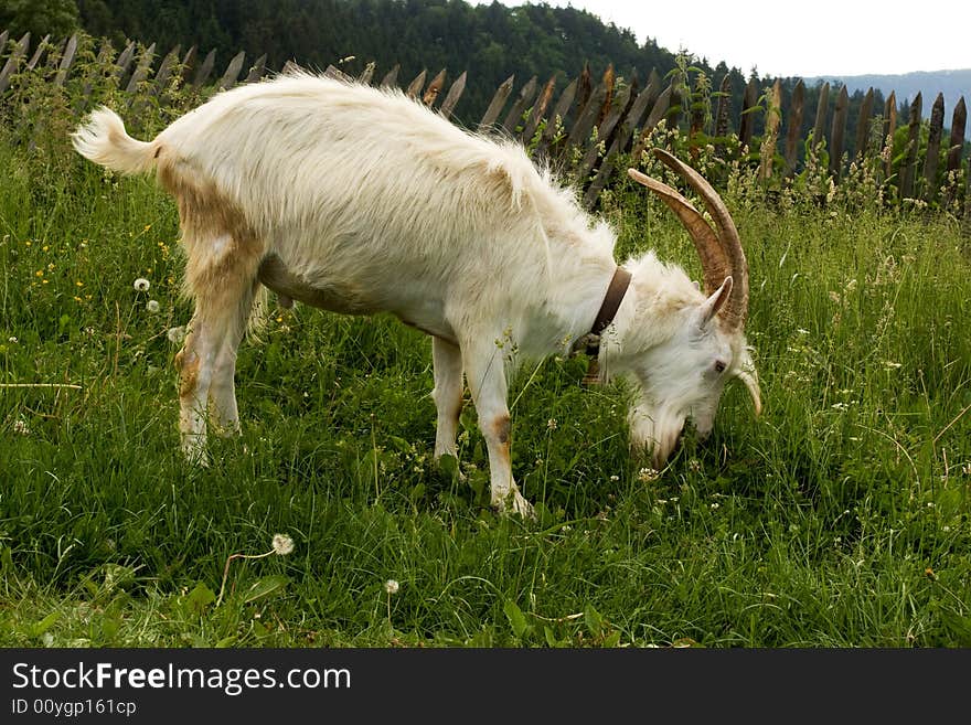 White goat on green grass. White goat on green grass