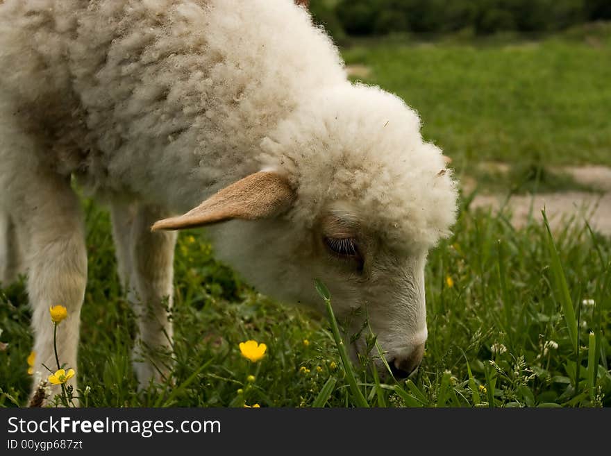 Grazing sheep on green grass. Grazing sheep on green grass