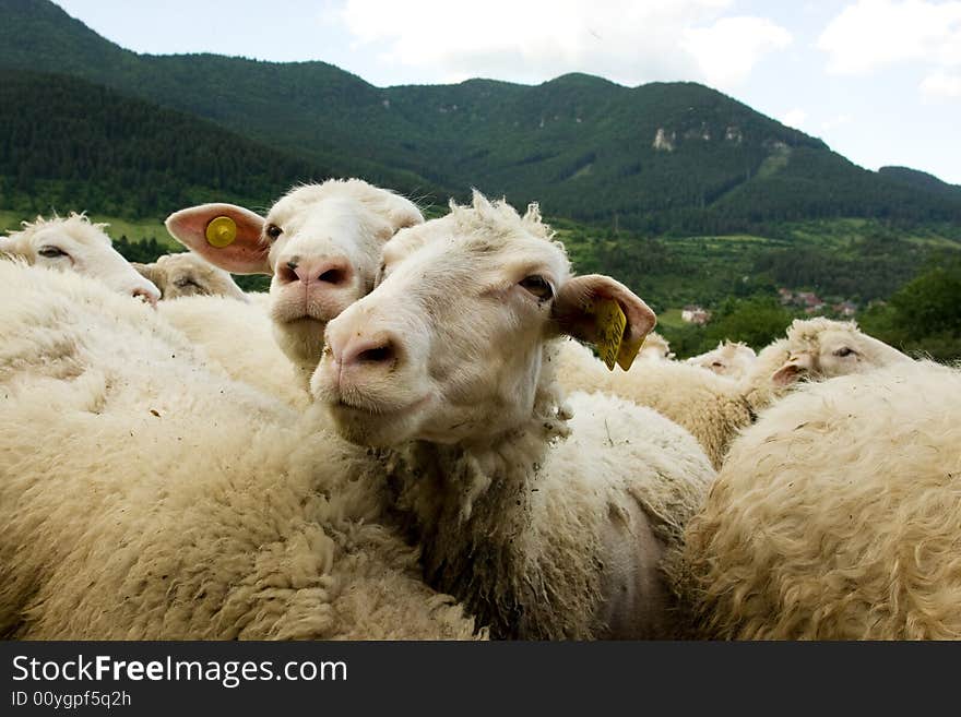 Sheeps with tags looking at the camera