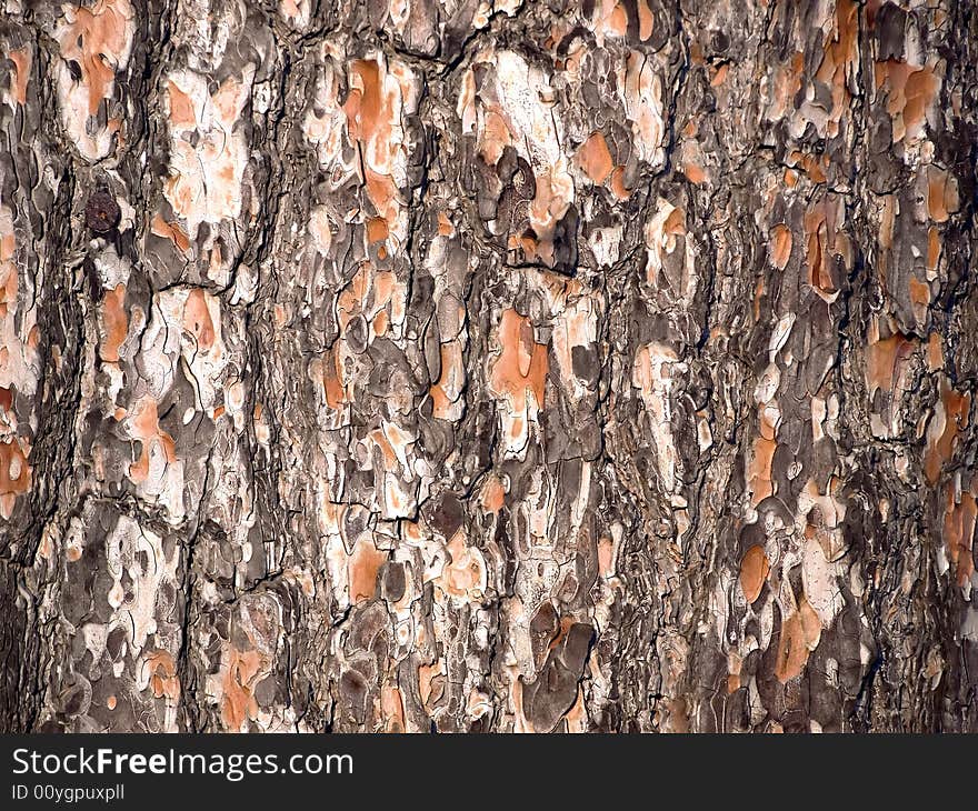 Bark of wood useful for texture and backgrounds. Bark of wood useful for texture and backgrounds.