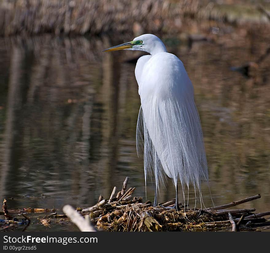 Great White Egret