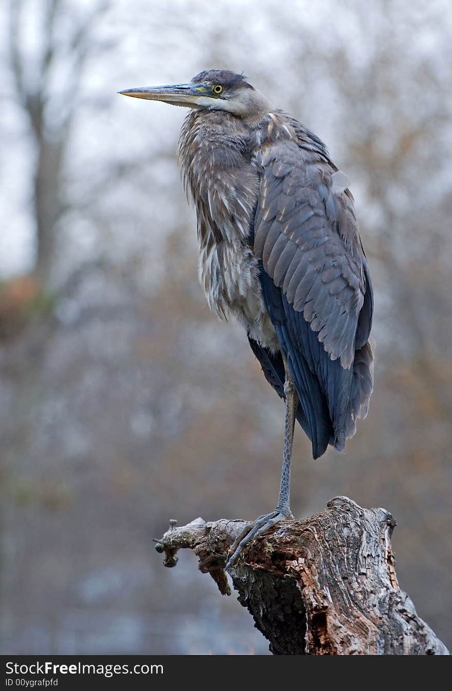 Heron perching on a branch. Heron perching on a branch