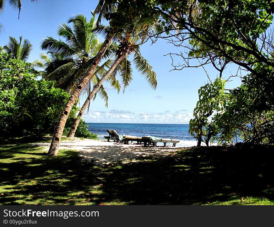 Relax in the sun surrounded by palm trees. Relax in the sun surrounded by palm trees