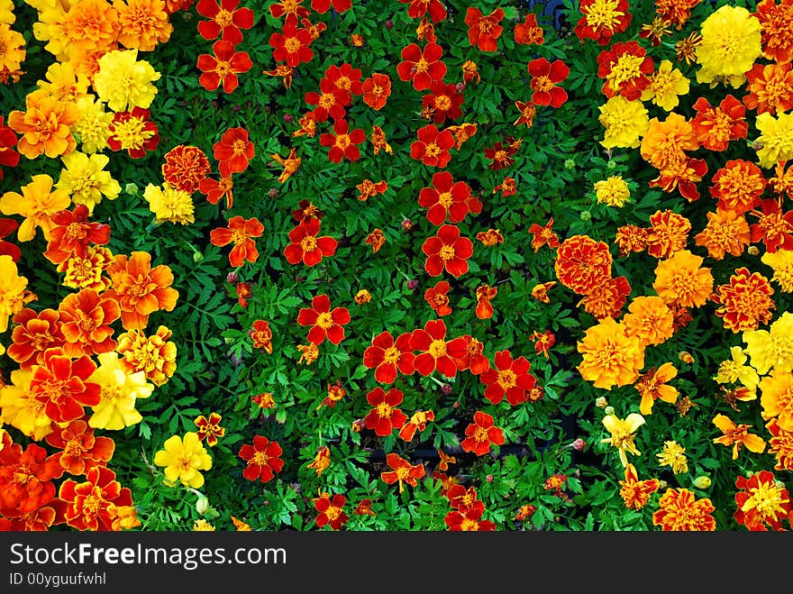 Bed of Bright Flowers