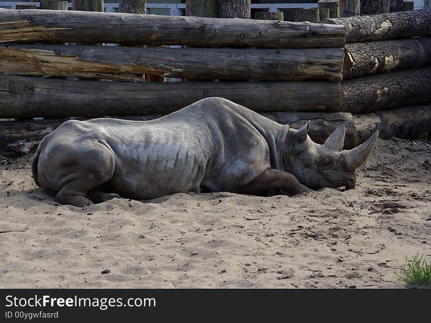 Rhinoceros enjoying afternoon siesta time. Rhinoceros enjoying afternoon siesta time.