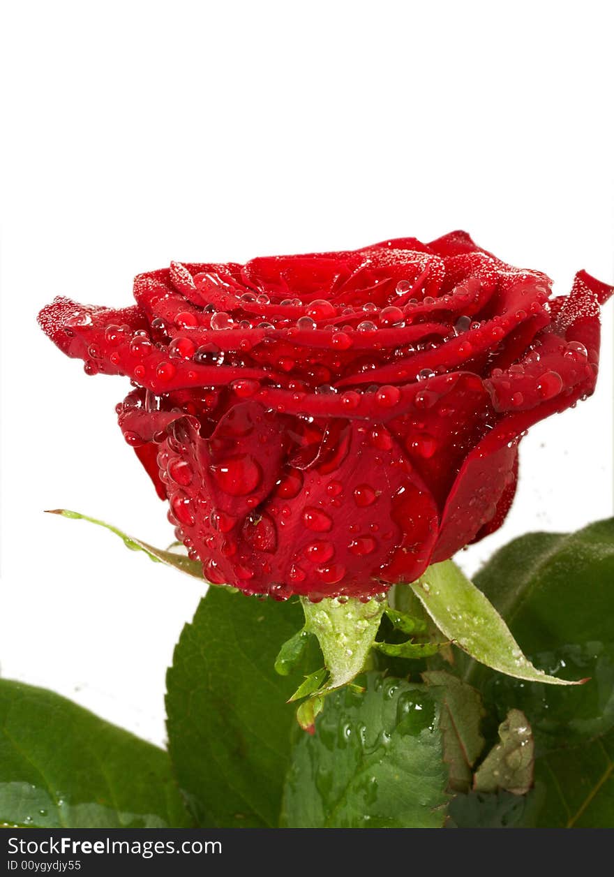 Red rose with water drops