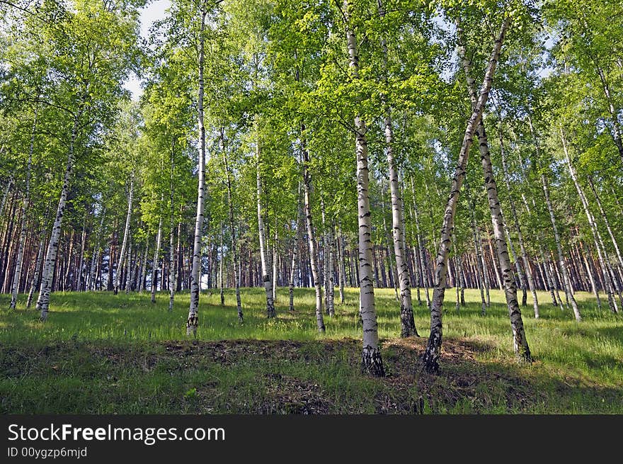 Birch grove in early spring