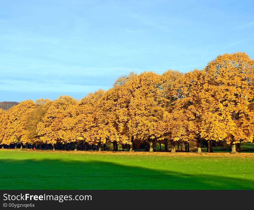 Tree alley with a yellow field. Tree alley with a yellow field...