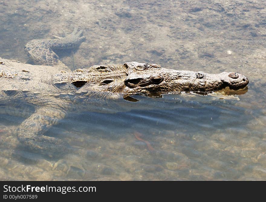 Cozumel Island Crocodile