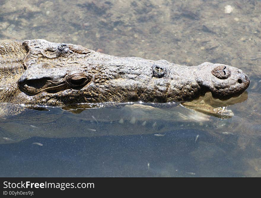 Small fish cleaning the crocodile's teeth in Punta Sur Eco Park swamp on Cozumel island, Mexico. Small fish cleaning the crocodile's teeth in Punta Sur Eco Park swamp on Cozumel island, Mexico.