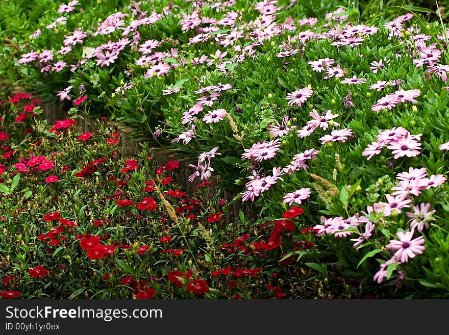 Picture of the wild chrysanthemums