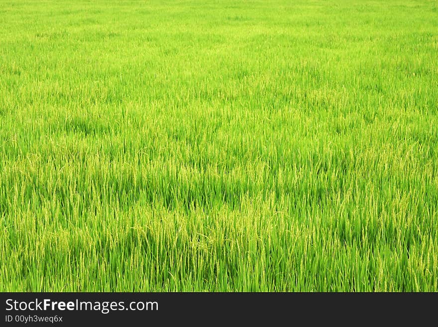 A large green paddy field on sunny day.