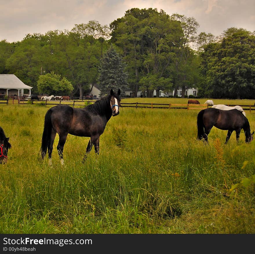 This is a photo of a horse farm.