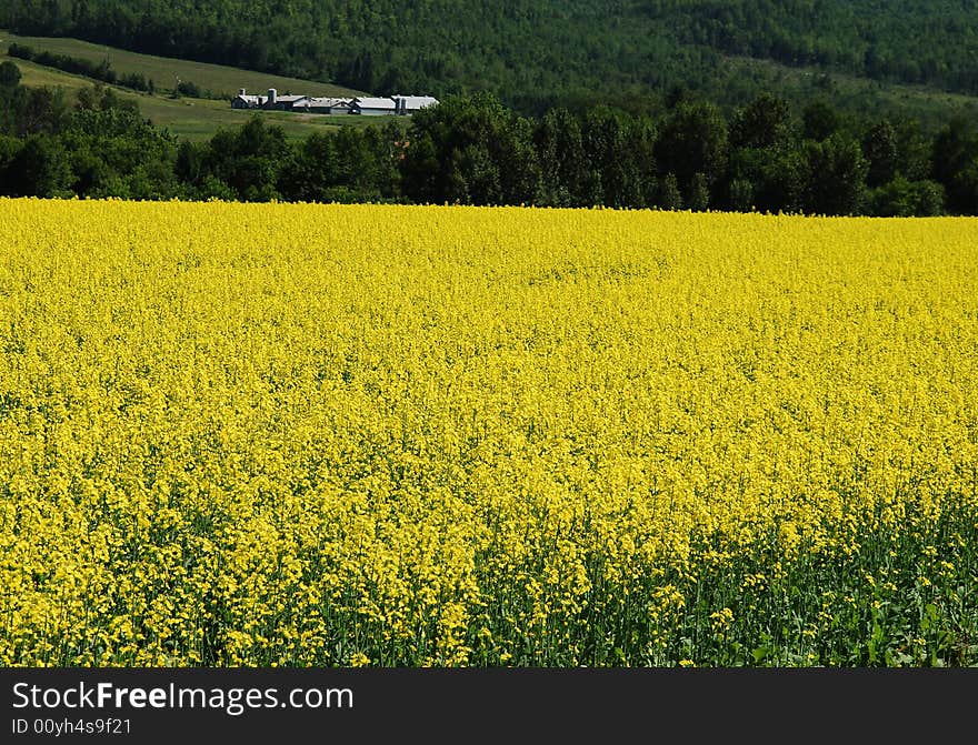 Rural mustard farm in bloom