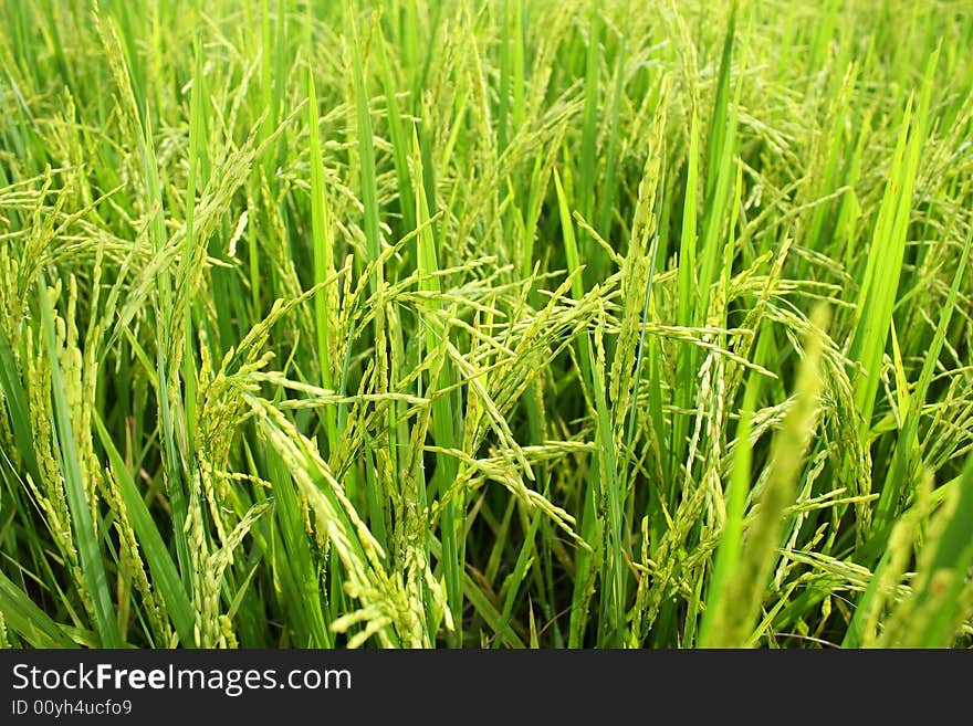 Green paddy field on sunny day.