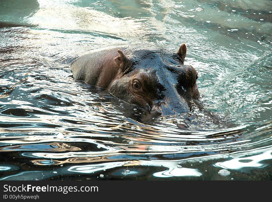 Hippos at the National Zoo in Washington DC