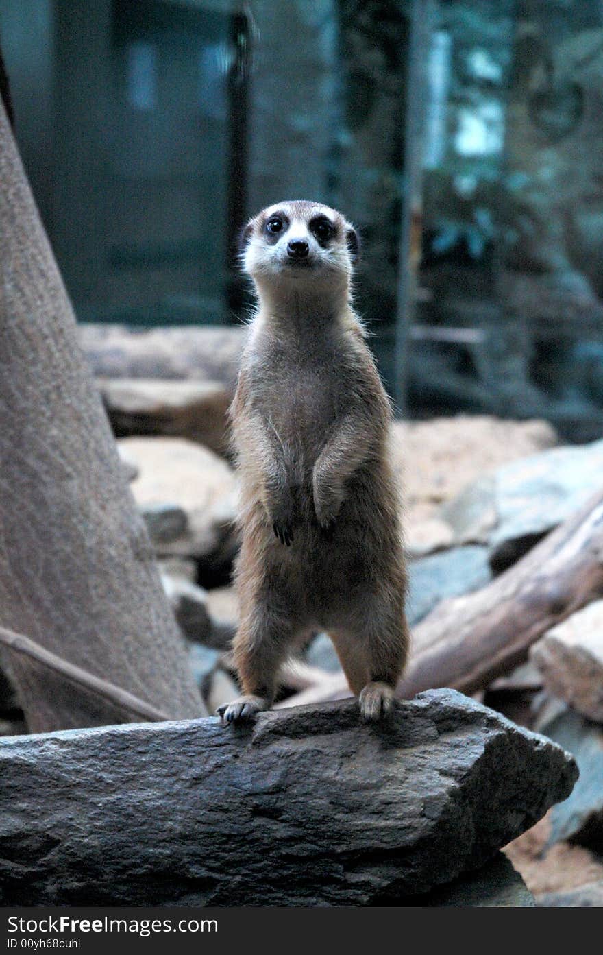 Meerkat