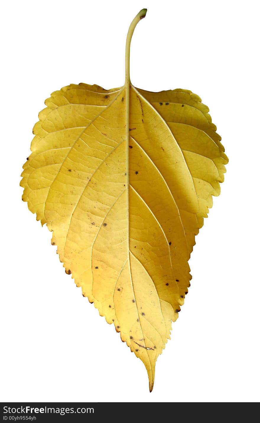 Yellow leaf on white background