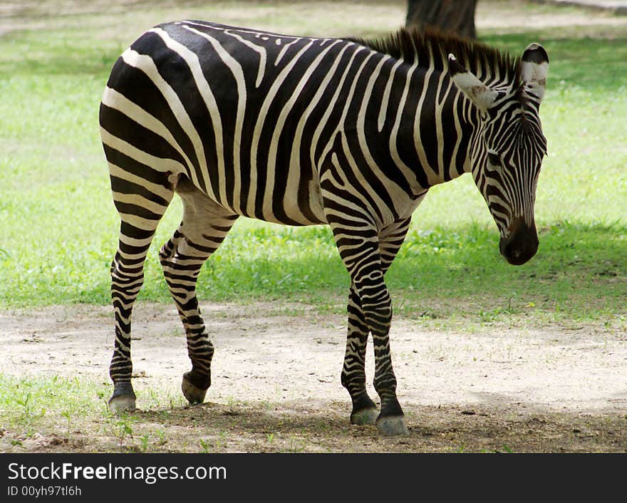 Zebra