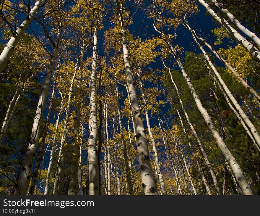 An endless wall of aspens along the St. Vrain Mountain trail in Colorado's Indian Peaks Wilderness. An endless wall of aspens along the St. Vrain Mountain trail in Colorado's Indian Peaks Wilderness.