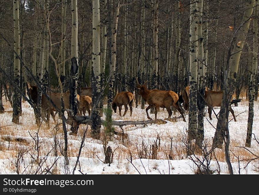 A herd of wapiti (North American Elk) in Rocky Mountain National Park. A herd of wapiti (North American Elk) in Rocky Mountain National Park