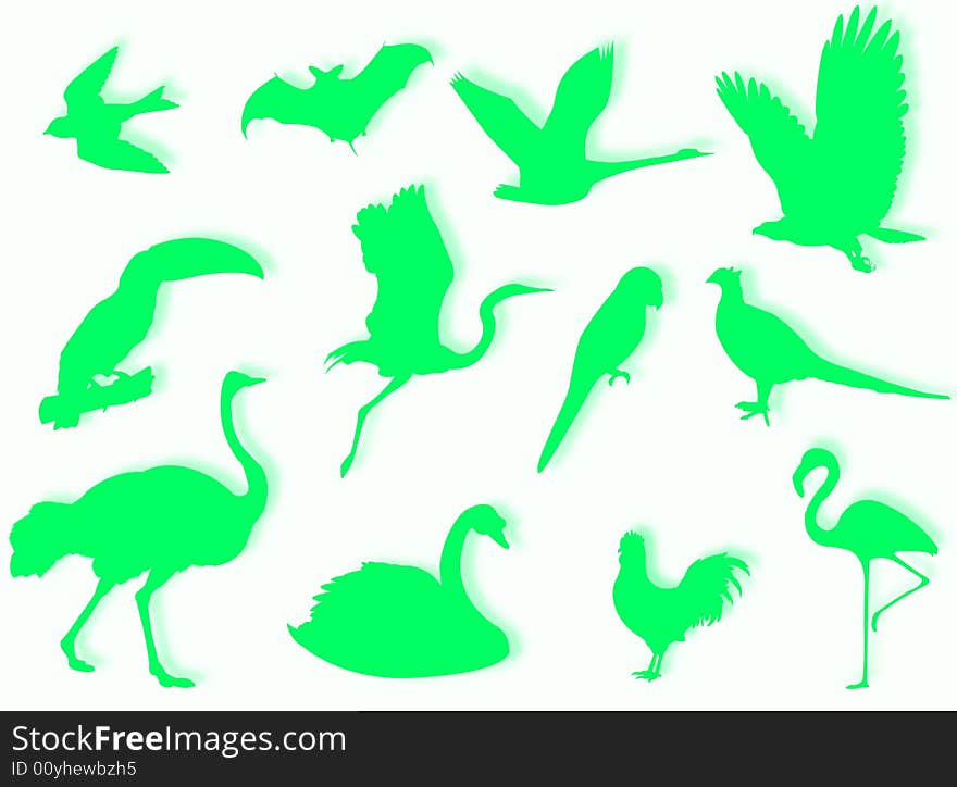 Birds silhouette to represent different species